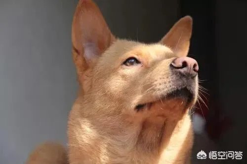 对主人忠诚的狗狗有哪些？