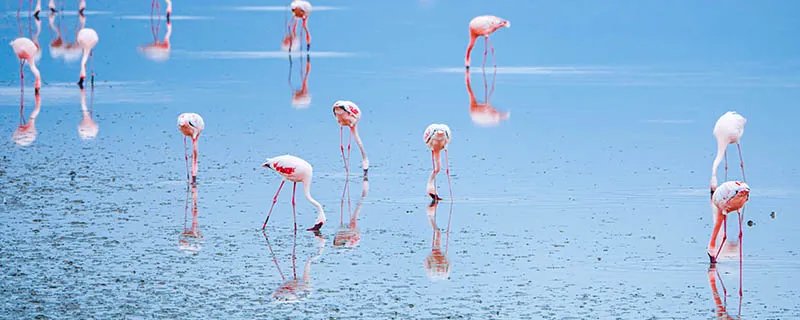 火烈鸟为什么是红色 火烈鸟的羽毛为什么是红色的