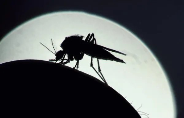 美国批准释放7.5亿只转基因蚊子，放到哪里？