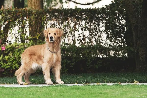 金毛犬想必大家都不陌生吧,那么金毛的性格是什么样的呢?