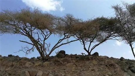 非洲吉布提的荒漠里种出了大西瓜，中国解放军功不可没