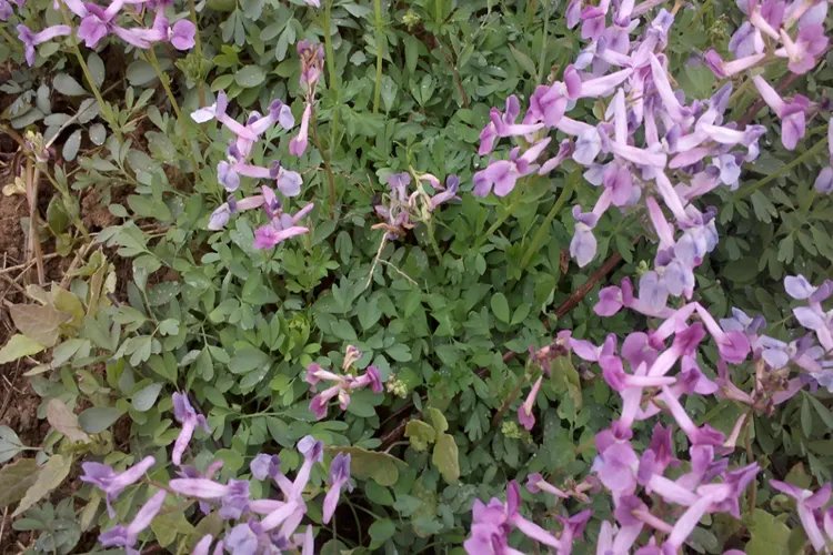 元胡图片植物图片