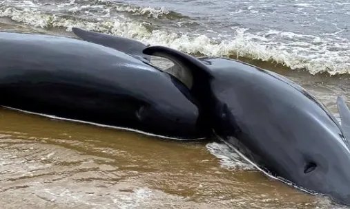巨头鲸大规模搁浅,是否说明海港的水质存在问题?