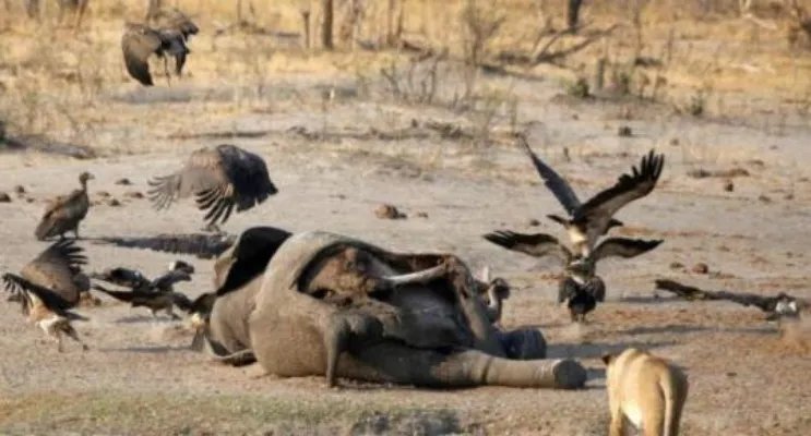 大象死于致命干旱怎么回事  事件背后原因令人心寒