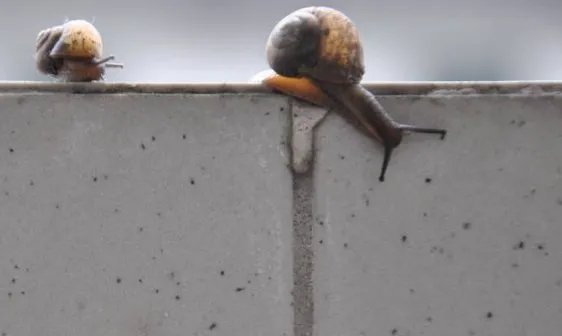 蜗牛爬到水泥墙上是在做什么