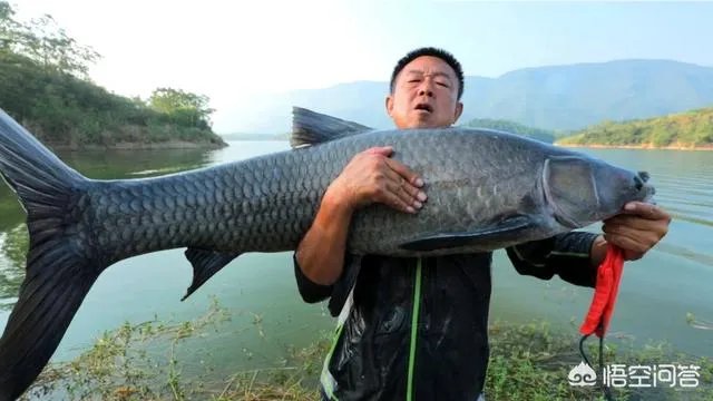钓鱼人化绍新，李大毛越钓越有钱；更多人“钓鱼穷三年”，请问大家怎么看待这个现象？