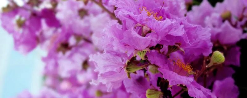 植物也怕痒哪种植物被称为痒痒树 痒痒树的学名叫什么