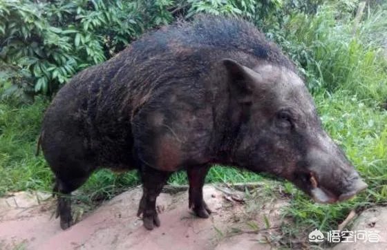 野猪是保护动物国家禁止猎杀,可是农民种的庄稼经常被糟蹋该怎么办?