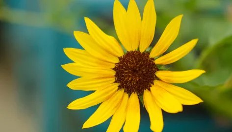 江苏句容五十亩向日葵花海绽放，向日葵代表的是什么？