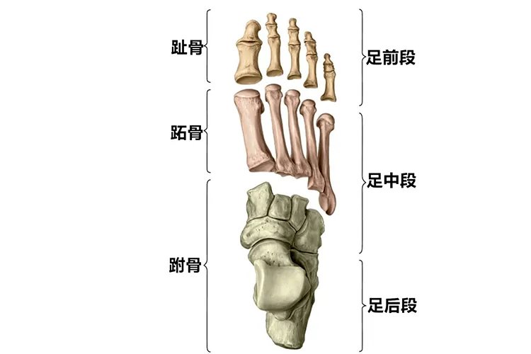 足跗骨的正确位置图