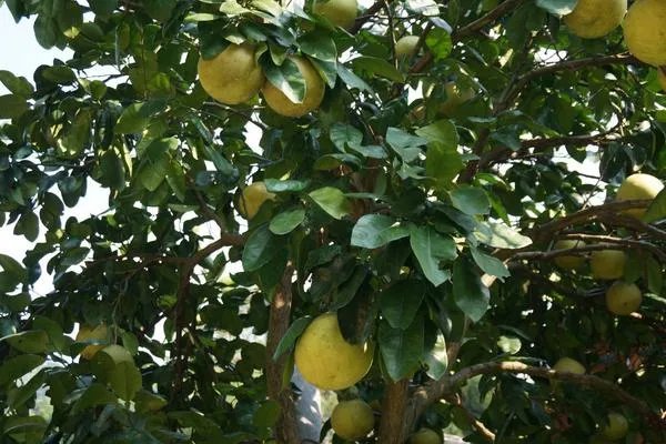 柚子树的栽培方法