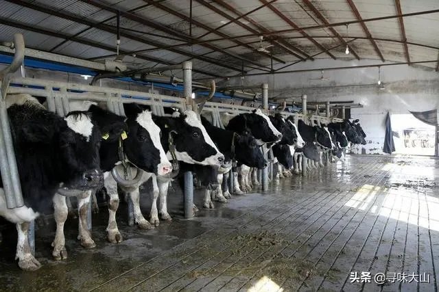 中国畜牧网养牛前景分析