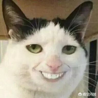 dnf特别宠物礼盒能开到什么dnf特别宠物?