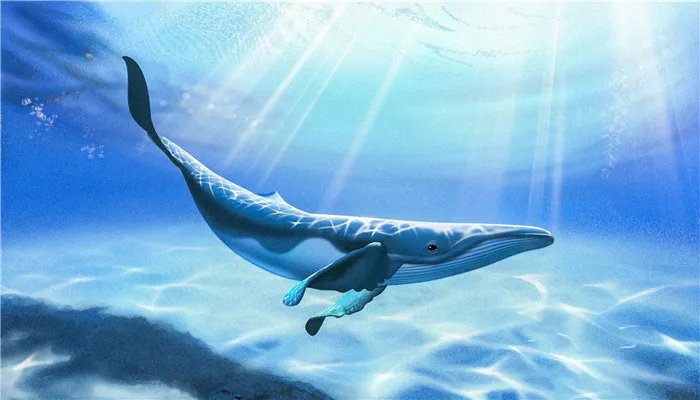 海马和鲸鱼哪个属于真正的鱼 海马和鲸鱼哪个是鱼