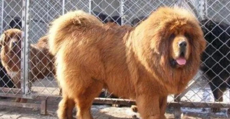 中国十大獒王有名的藏獒：第一藏獒惊天兽（图）
