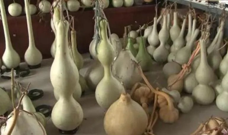 中国葫芦第一村 村民靠葫芦致富一个能卖3000元