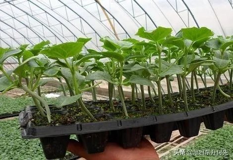 如何培育嫁接黄瓜苗？