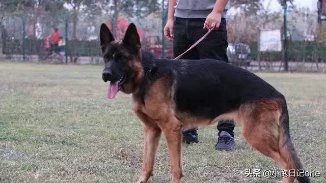 对主人忠诚的狗狗有哪些？