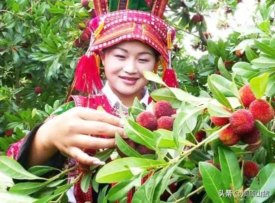 杨梅苗木栽培需要注意哪些事项？有没有什么好方法？