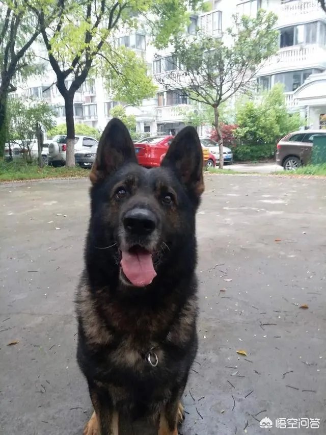 对主人忠诚的狗狗有哪些？