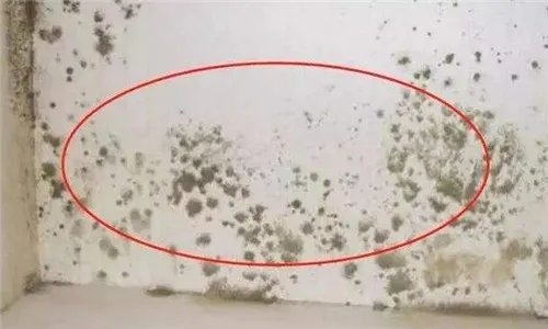 墙面发霉怎么办