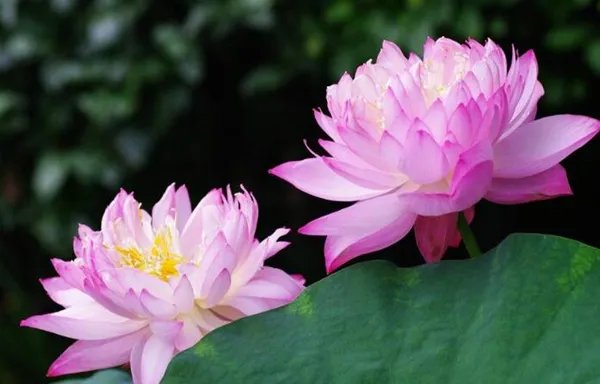 百年古莲复活开花 古莲子为何生存百年还能开花