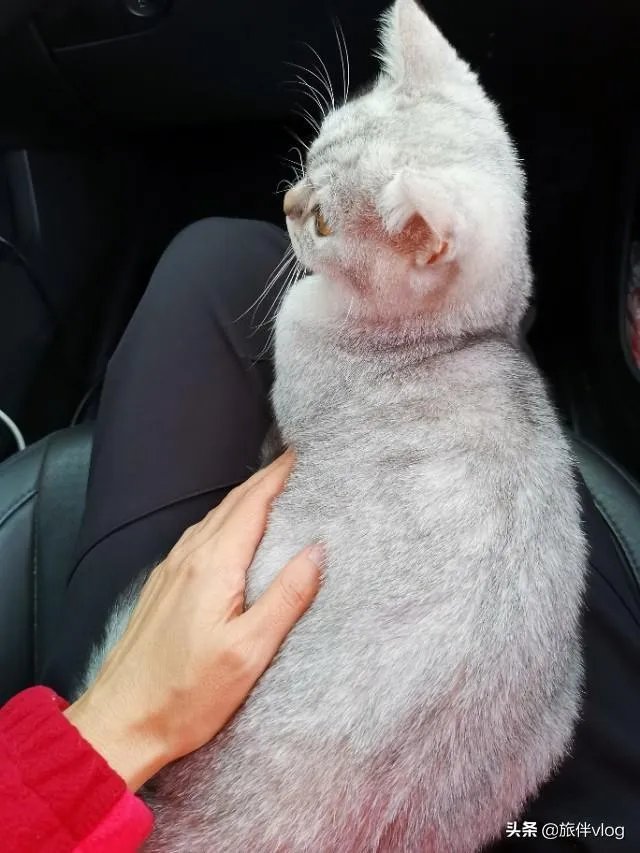 房车旅行可以带猫吗？为什么？