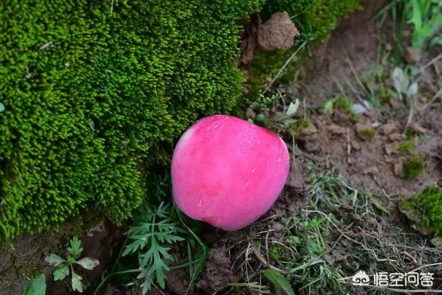 富士苹果的价格是多少?2018年下半年苹果的行情怎么样?