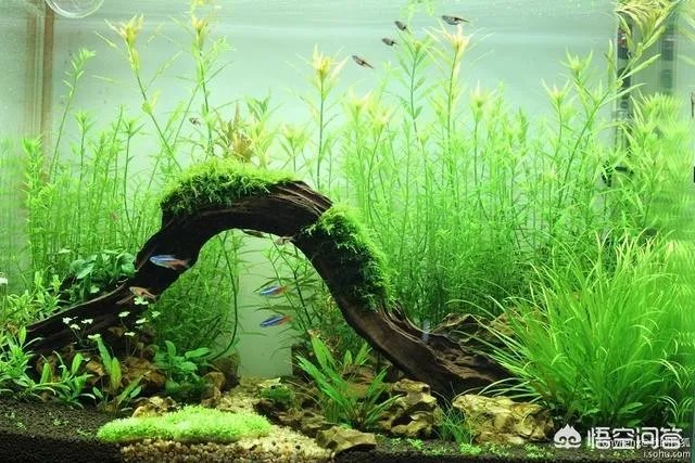 想养只小宠物具体哪个更适合家养？