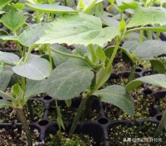 如何培育嫁接黄瓜苗？