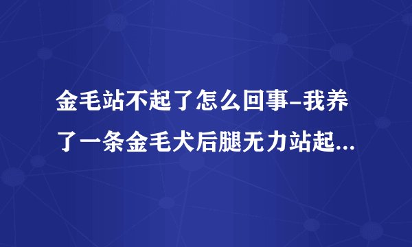 金毛站不起了怎么回事-我养了一条金毛犬后腿无力站起困难是啥病？