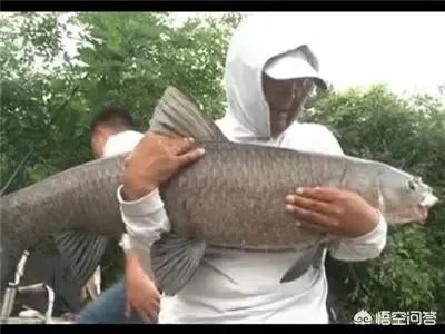 钓鱼人化绍新，李大毛越钓越有钱；更多人“钓鱼穷三年”，请问大家怎么看待这个现象？