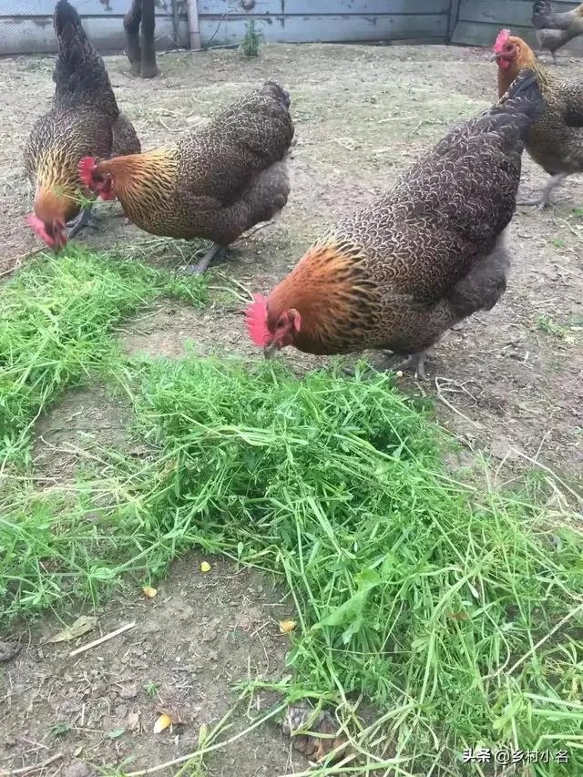 男人的心是什么样子的？