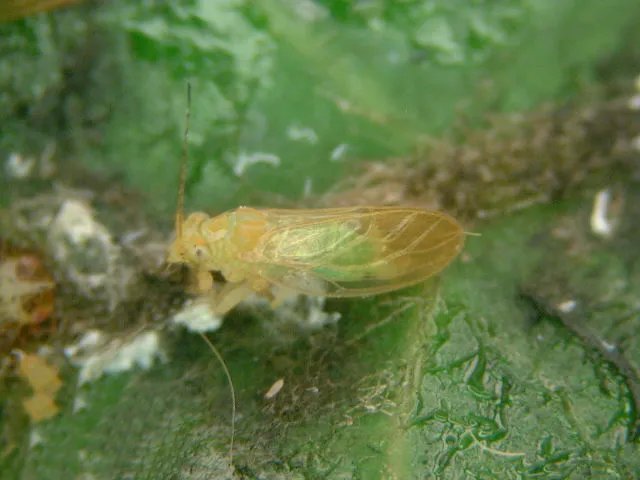 巨型木虱的介绍