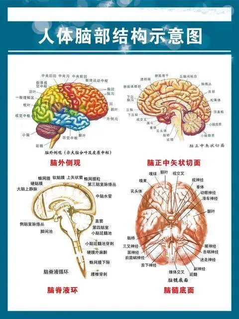人类怎样大脑越狱？