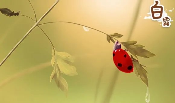 白露是什么意思呢