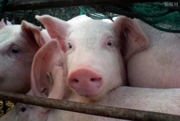 一头猪亏300元 生猪出栏价格已跌破五元