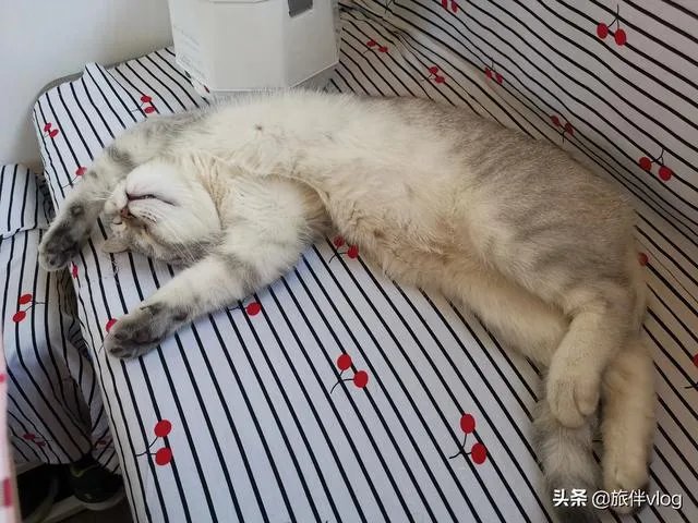 房车旅行可以带猫吗？为什么？