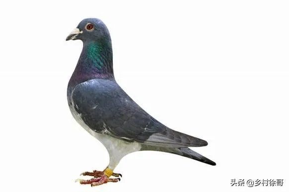 想养信鸽,从网上买种鸽靠谱吗?