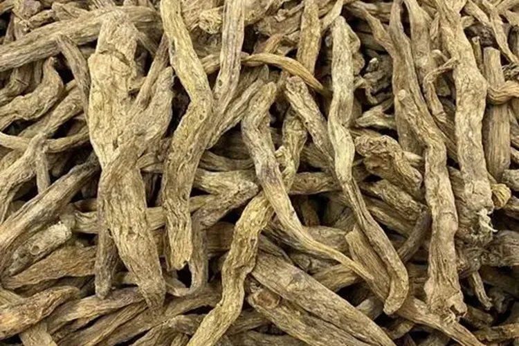 百部根药材图片