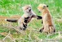 最搞笑的短笑话,必须搞笑?