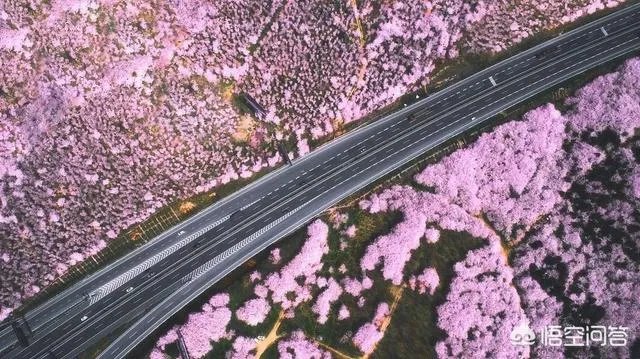 贵州平坝万亩樱花绽放，美爆了这个春天，有去过的吗？有旅游攻略路线吗？