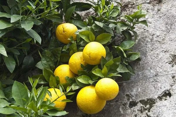 柚子树的栽培方法