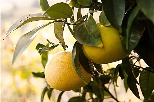 柚子树的栽培方法