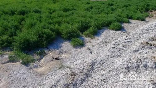 盐碱地改良方法