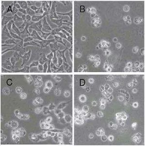 质粒拯救的主要原理