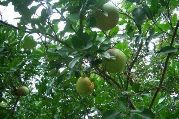 柚子树的栽培方法