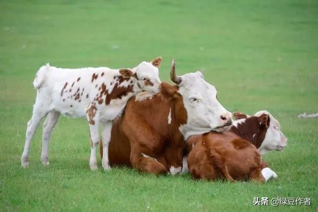 中国畜牧网养牛前景分析