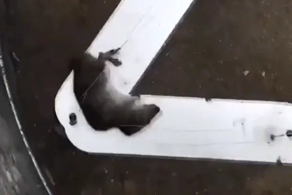 长效连续捕鼠器的制作方法