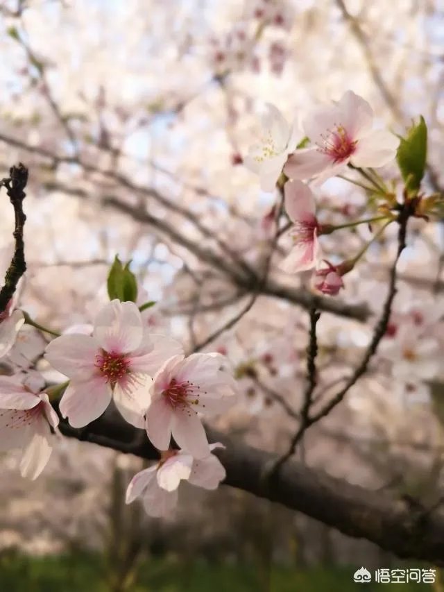 贵州平坝万亩樱花绽放，美爆了这个春天，有去过的吗？有旅游攻略路线吗？